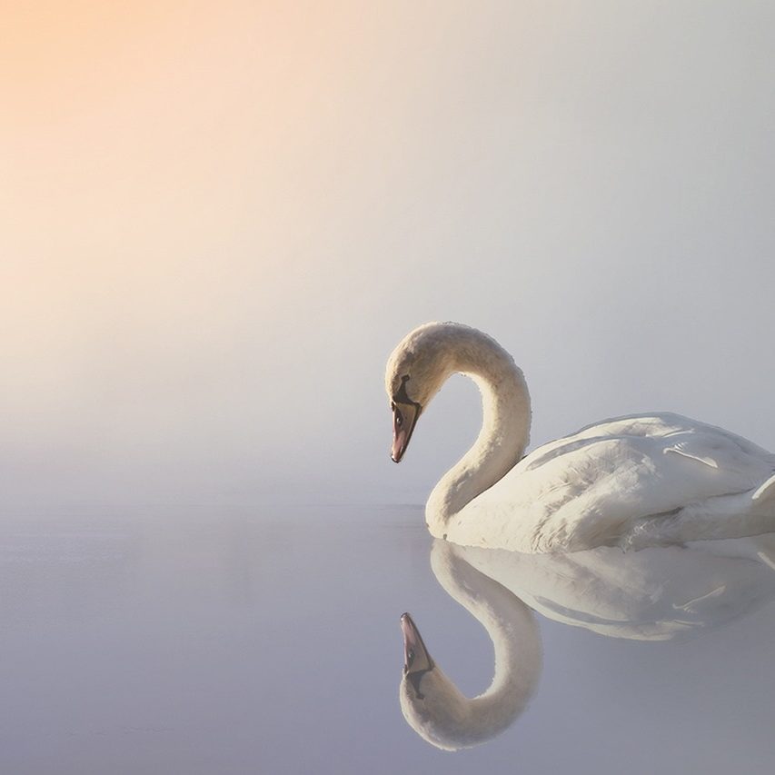 swan-3161142_1280