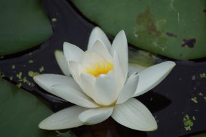 Eenvoud…, zielsgraag